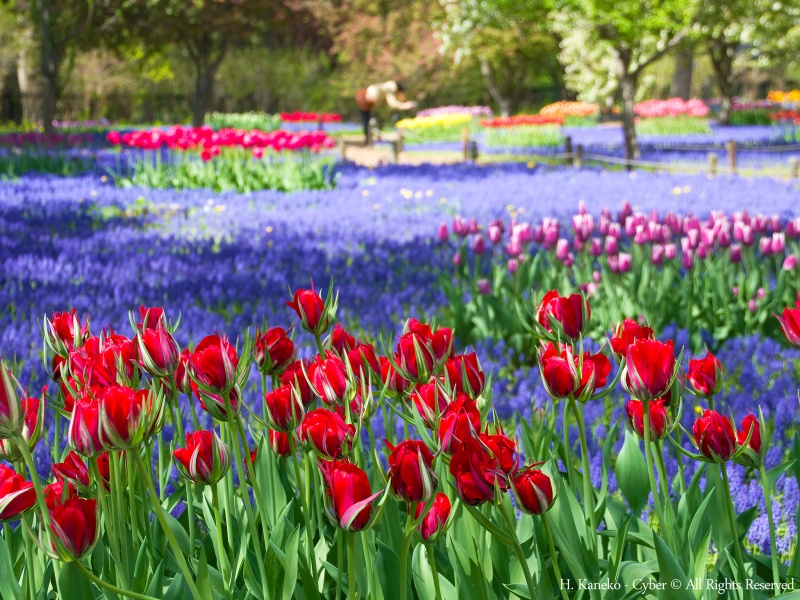 百合が原公園 春2015 Hiroaki Kaneko CC BY-SA3.0
