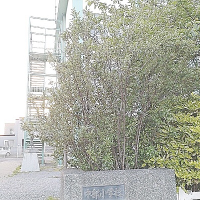 中部小学校前