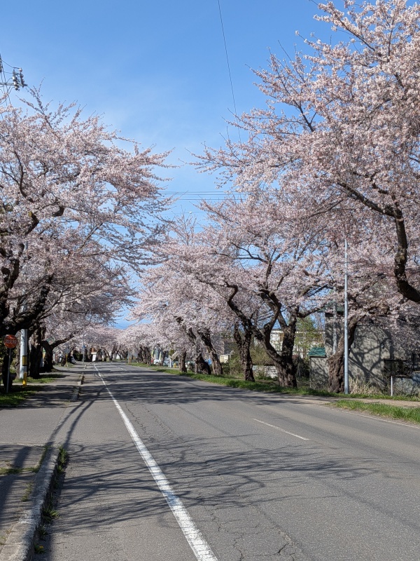 近くの微笑み桜通り