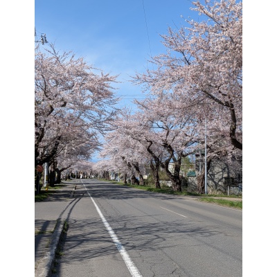 近くの微笑み桜通り