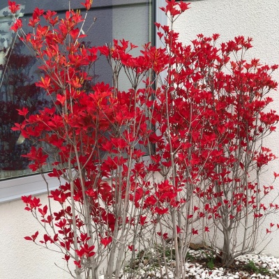 玄関前植栽（ドウダンツツジ）