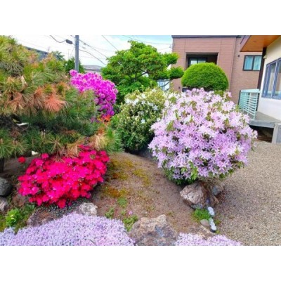 植栽や庭石が配されたお庭。季節の草花を眺めながら、庭のある暮