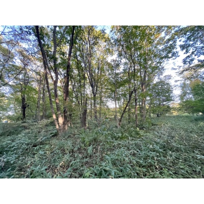 恵庭市恵南 194坪売土地 現地写真