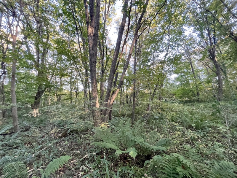 恵庭市恵南 194坪売土地 現地写真