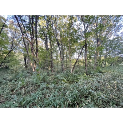 恵庭市恵南 194坪売土地 現地写真