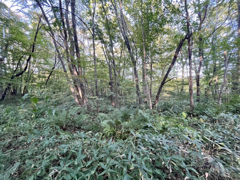 恵庭市恵南 194坪売土地 現地写真