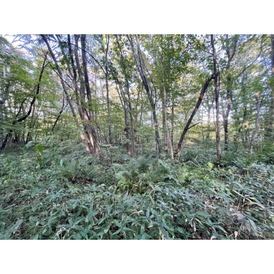 恵庭市恵南 194坪売土地 現地写真