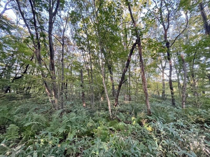 恵庭市恵南 194坪売土地 現地写真