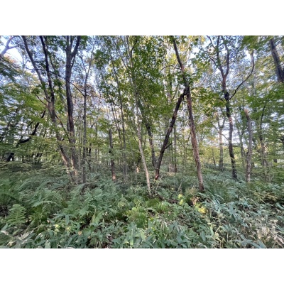 恵庭市恵南 194坪売土地 現地写真