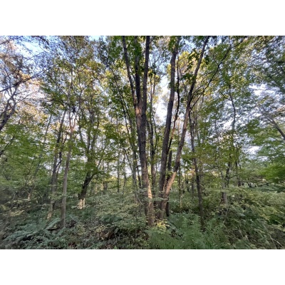 恵庭市恵南 194坪売土地 現地写真