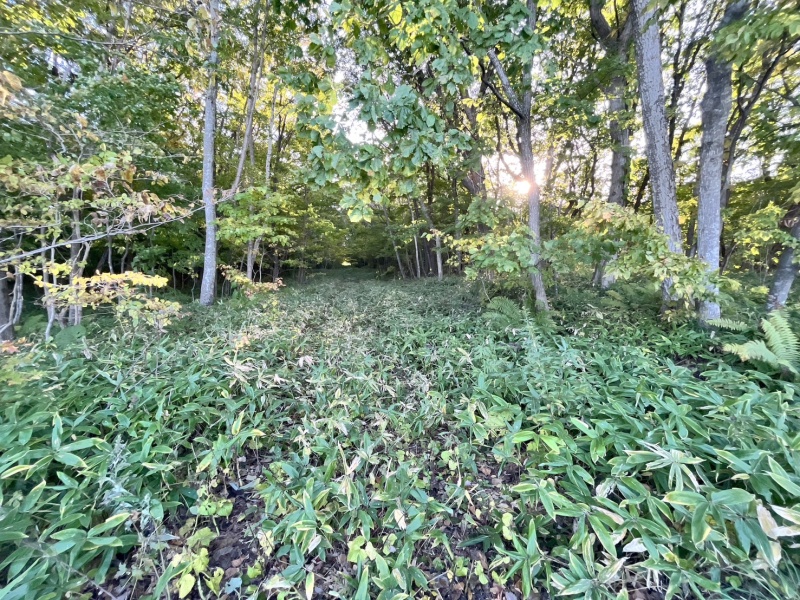 恵庭市恵南 194坪売土地 現地写真