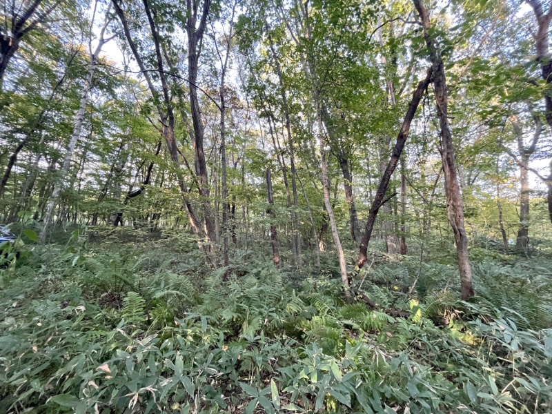 恵庭市恵南 194坪売土地 現地写真
