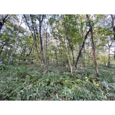 恵庭市恵南 194坪売土地 現地写真