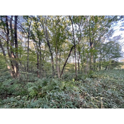 恵庭市恵南 194坪売土地 現地写真