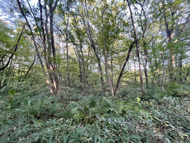 恵庭市恵南 194坪売土地 現地写真