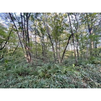 恵庭市恵南 194坪売土地 現地写真
