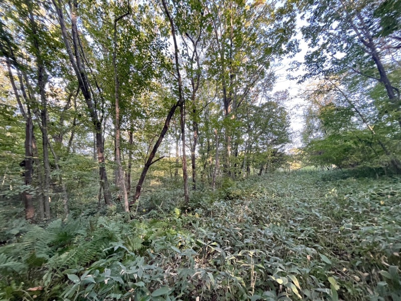 恵庭市恵南 194坪売土地 現地写真