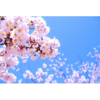 桜エステート(株)